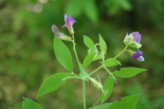 Lathyrus laxiflorus