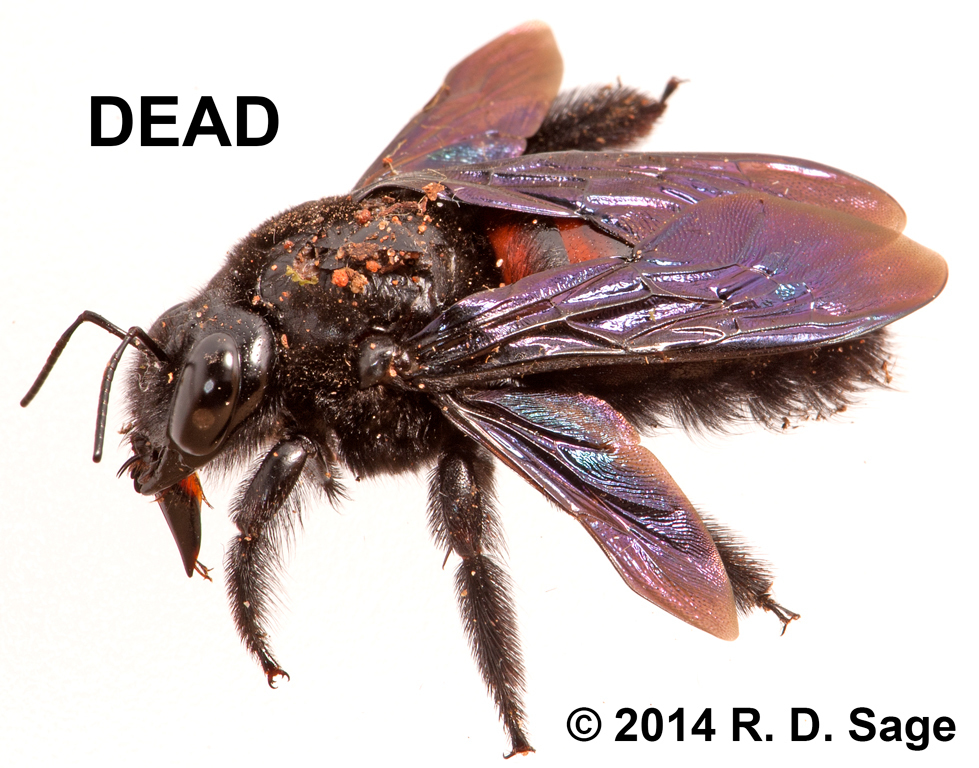 Xylocopa nigrocincta