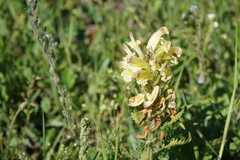 Pedicularis chroorrhyncha
