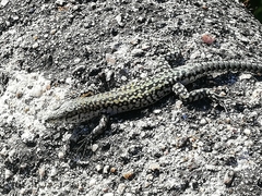 Podarcis guadarramae guadarramae