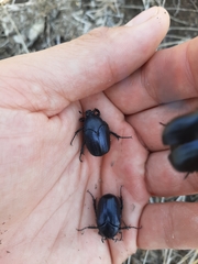 Cotinis antonii