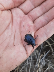 Cotinis antonii