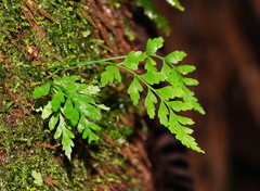 Asplenium gracillimum