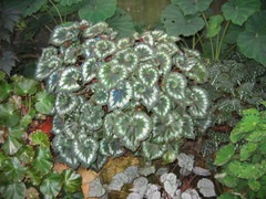 Begonia rex-cultorum