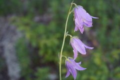 Campanula collina
