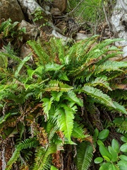Polystichum imbricans curtum
