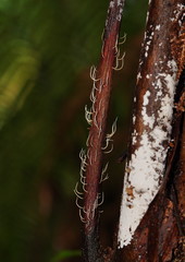 Pterulicium gracile