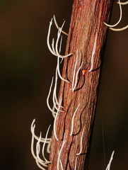 Pterulicium gracile