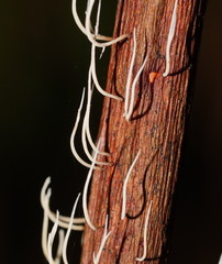 Pterulicium gracile