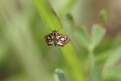 Chrysendeton