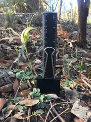 Pterostylis ampliata