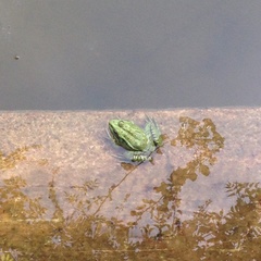 Pelophylax saharicus