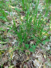 Carex assiniboinensis
