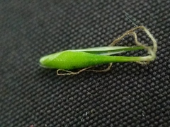 Carex assiniboinensis