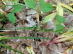 Carex assiniboinensis