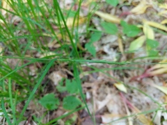 Carex assiniboinensis