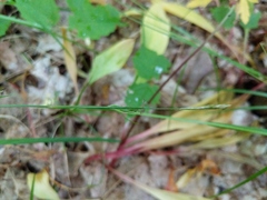 Carex assiniboinensis