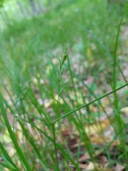 Carex assiniboinensis