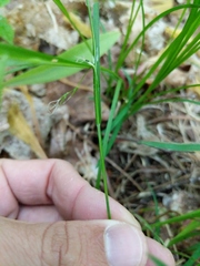 Carex assiniboinensis