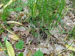 Carex assiniboinensis