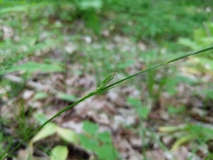 Carex assiniboinensis