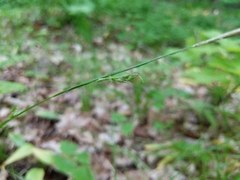 Carex assiniboinensis