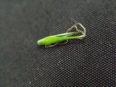 Carex assiniboinensis