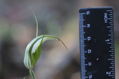 Pterostylis ampliata
