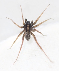 Pardosa hortensis