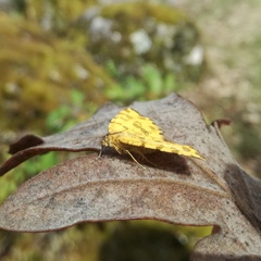 Pseudopanthera macularia