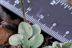 Pterostylis ampliata