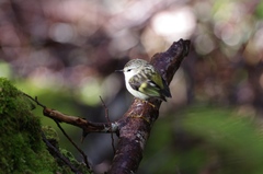 Acanthisitta chloris