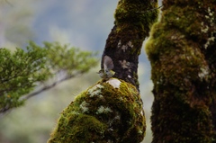 Acanthisitta chloris