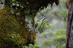 Acanthisitta chloris