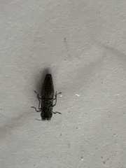 Agrilus anxius
