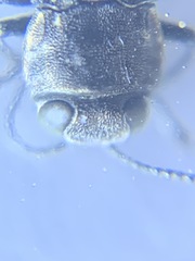 Agrilus anxius