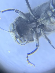 Agrilus anxius