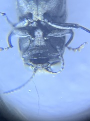 Agrilus anxius