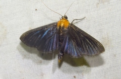 Phostria citrinalis