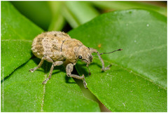 Pantomorus postfasciatus