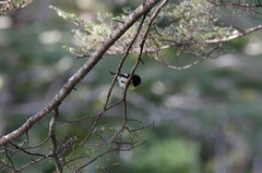 Petroica macrocephala