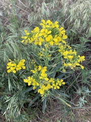 Erysimum asperum