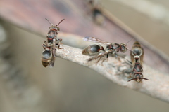 Ropalidia revolutionalis