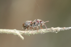 Ropalidia revolutionalis