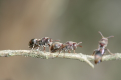 Ropalidia revolutionalis