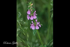 Stachys gilliesii