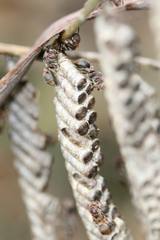 Ropalidia revolutionalis