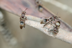 Ropalidia revolutionalis