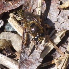 Microdon manitobensis