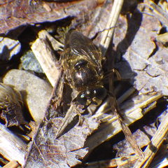 Microdon manitobensis